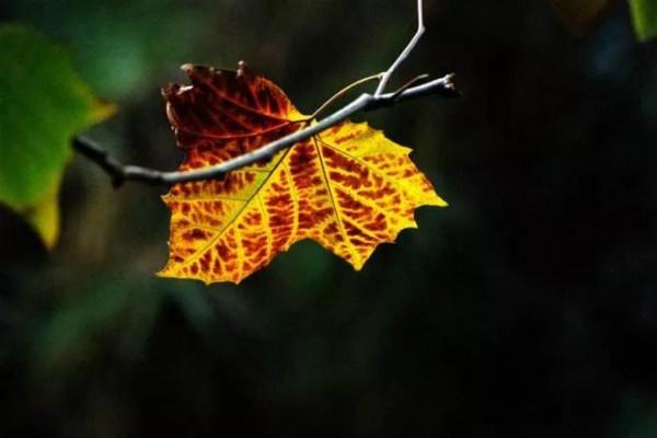 十六首無題詩 十六首無題詩