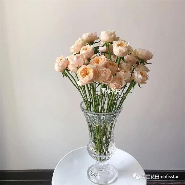 多頭黃蝴蝶 · 奶黃小包子