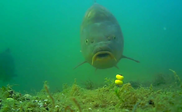 釣魚時大聲說話,真的能把進窩的魚驚散麼 釣魚時大聲說話,真的能把進窩的魚驚散麼