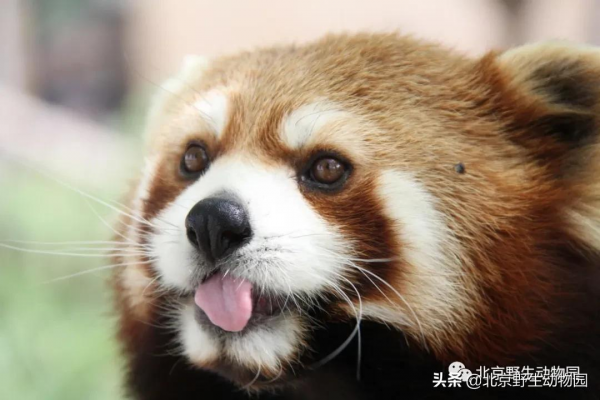 國際小熊貓日——您的小行動,世界大不同 國際小熊貓日——您的小行動,世界大不同