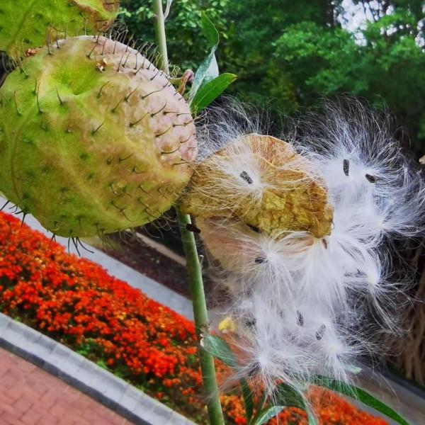 全身佈滿釘子樣的植物&mdash;&mdash;釘頭果