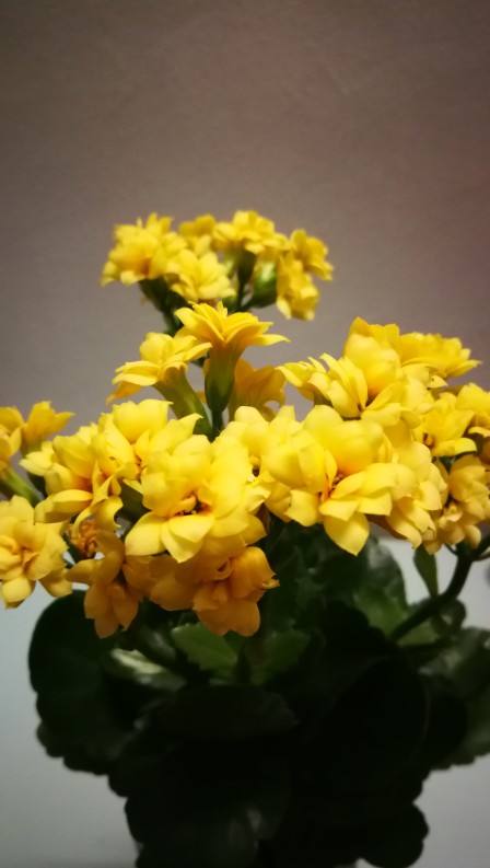 嬌滴滴的3種花，實際上很&OpenCurlyDoubleQuote;硬氣&rdquo;，冬天照樣開花