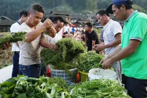 春天挖野菜，這些解膩清油的小嫩苗千萬別錯過