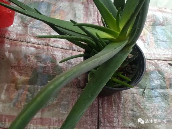 5個月的時間庫拉索蘆薈爆了9個芽出來