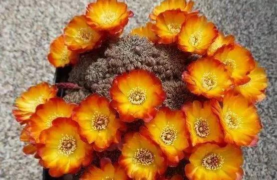 花開富貴，欣賞仙人球子孫球開花