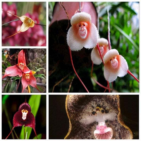 100種常見花卉的播種栽培大全,送給愛養花的你 100種常見花卉的播種栽培大全,送給愛養花的你