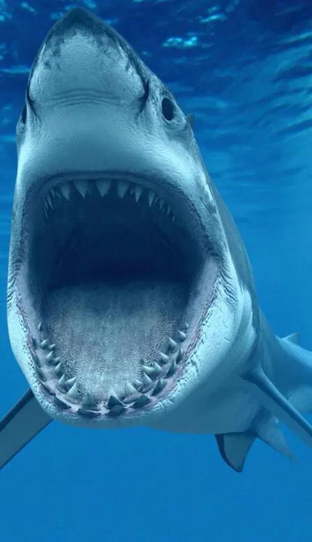 鯊魚翅你吃過嗎？