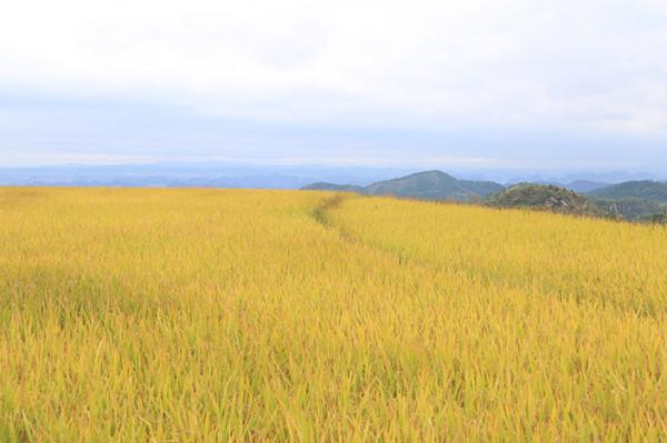 多彩貴州·康養度假勝地 | 賞梯田 住民宿 這才是打開秋季旅遊的正確方式