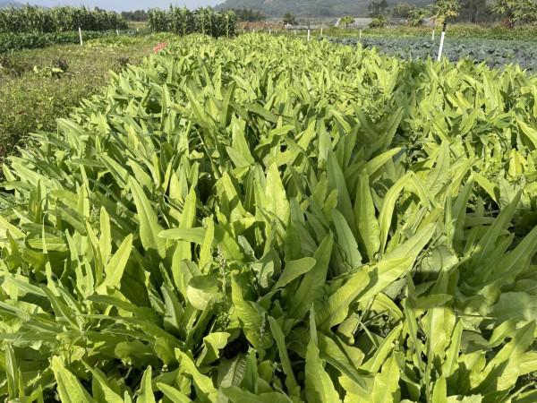 日出而耕有機農場冬季大豐收啦