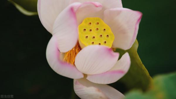 聊齋故事:犬妖 聊齋故事:犬妖