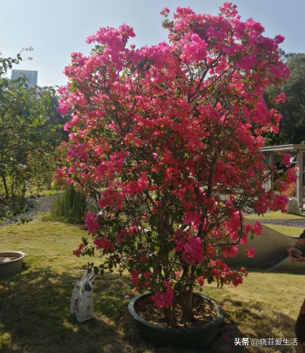 庭院常見的5種“吉祥樹”,高雅大氣有品位,養成老樁更“旺家” 庭院常見的5種“吉祥樹”,高雅大氣有品位,養成老樁更“旺家”