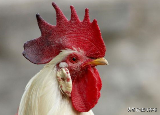 養雞 | 恩諾沙星+甲硝唑,簡單好用,一招解決3種寄生蟲病 養雞 | 恩諾沙星+甲硝唑,簡單好用,一招解決3種寄生蟲病