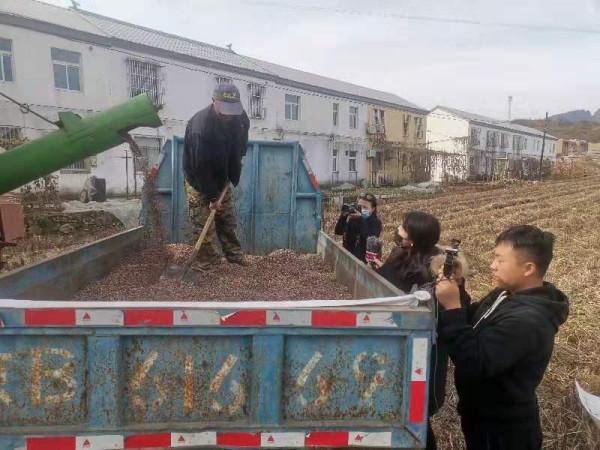 懷柔寶山寺村 稻田畫“化”成數萬斤米粒