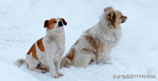雪地裡的&OpenCurlyDoubleQuote;戰鬥&rdquo;