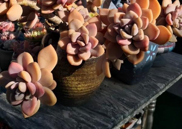 盤點盤點多肉界的“美人”們，個個顏值爆表，你養過哪幾種？