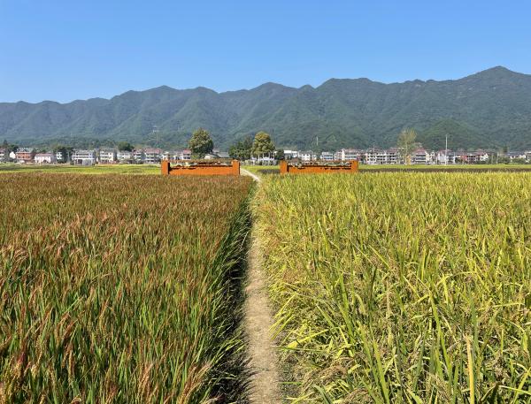 桐廬山水藝術季:“浙裡”的山村,水天相映是藝境 桐廬山水藝術季:“浙裡”的山村,水天相映是藝境