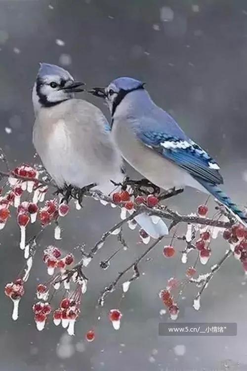 愛情鳥，相親相愛一對鳥