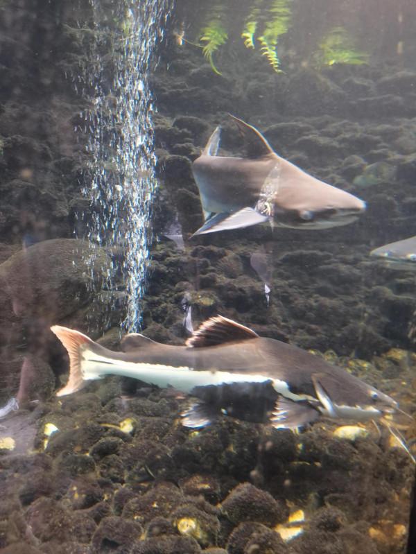 清遠古龍峽漂流記--一次就夠了，老了玩不動了