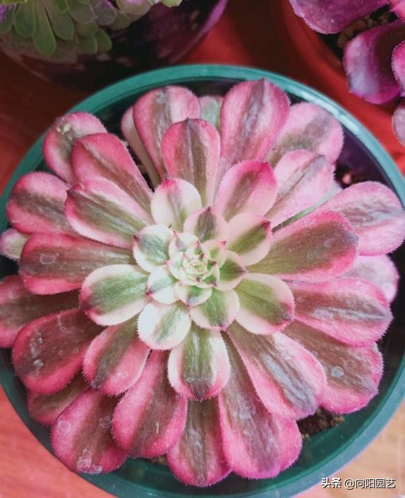 秋天法師狀態最好,入秋後,葉子開始伸展,多澆水狀態更好 秋天法師狀態最好,入秋後,葉子開始伸展,多澆水狀態更好