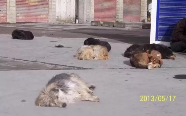 重慶去拉薩騎腳踏車第七天到新都橋:翻折多山,被狗咬,天堂攝影 重慶去拉薩騎腳踏車第七天到新都橋:翻折多山,被狗咬,天堂攝影