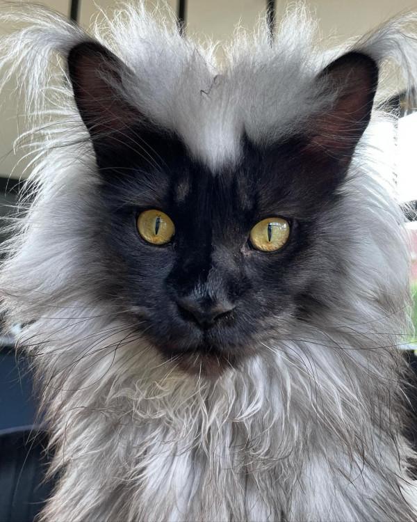 外國妹子養了只猴裡猴氣的緬因喵,這畫風,太大佬了 外國妹子養了只猴裡猴氣的緬因喵,這畫風,太大佬了