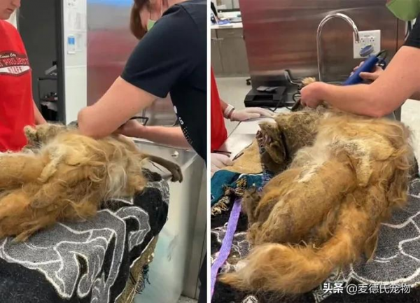 撿到一個小怪獸，脫掉6斤“外套”後，才發現它原本可以那麼美