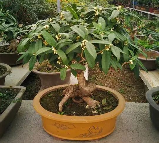 今年第一波桂花香!快來這裡大口呼吸 今年第一波桂花香!快來這裡大口呼吸