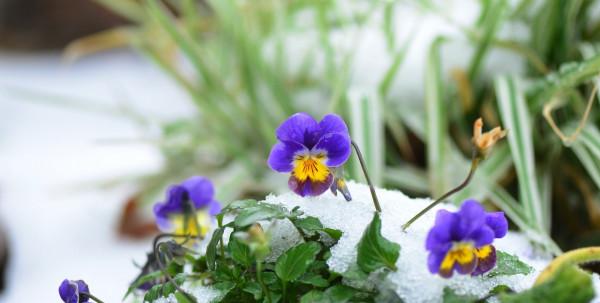 9種漂亮花,越冷越要曬太陽,控水薄肥,才能開得“奼紫嫣紅” 9種漂亮花,越冷越要曬太陽,控水薄肥,才能開得“奼紫嫣紅”