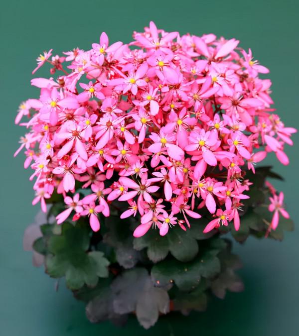 瑞虎迎春，虎耳招財！翩翩起舞的小精靈，輕鬆開成夢幻花毯