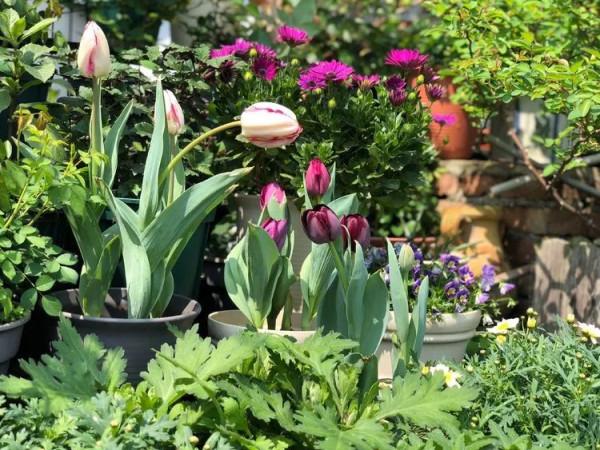 （2019）園丁獎露臺組《003號》一卷花薔 沉澱的時光