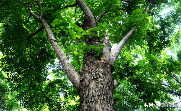 黃花梨木這麼貴,農村為什麼不種植呢?種植戶告訴你答案 黃花梨木這麼貴,農村為什麼不種植呢?種植戶告訴你答案