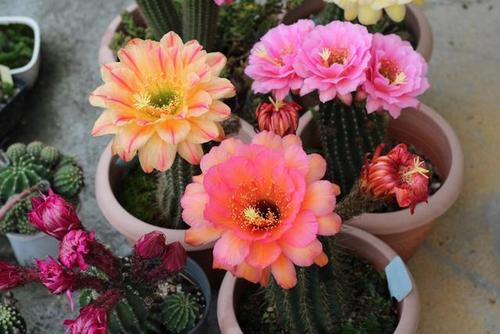 5種“漂亮花”，平時少澆水，旱不死，開花更準時