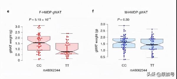 《自然·代謝》：女性越胖越有優勢