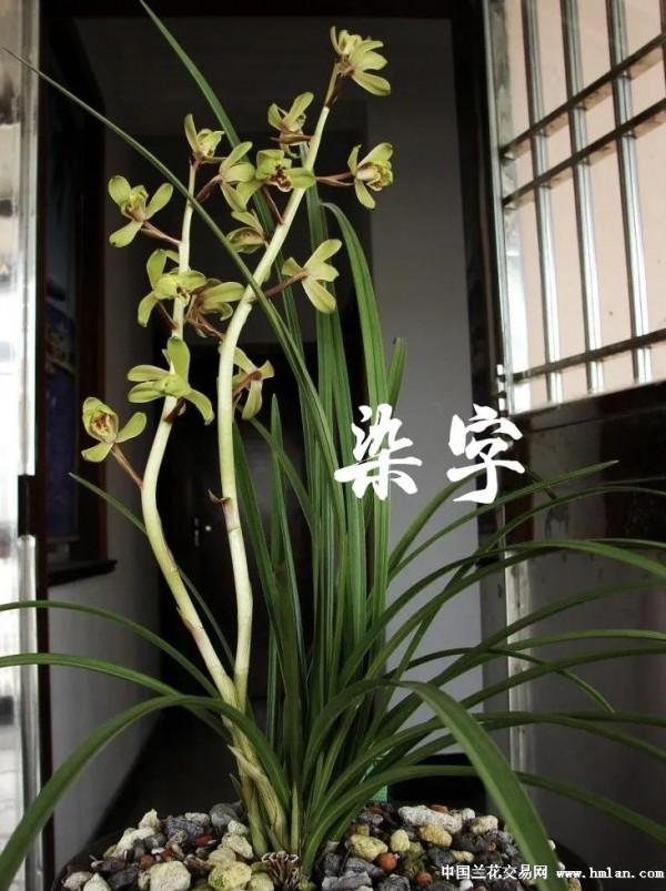 為什麼很多人養花養不活