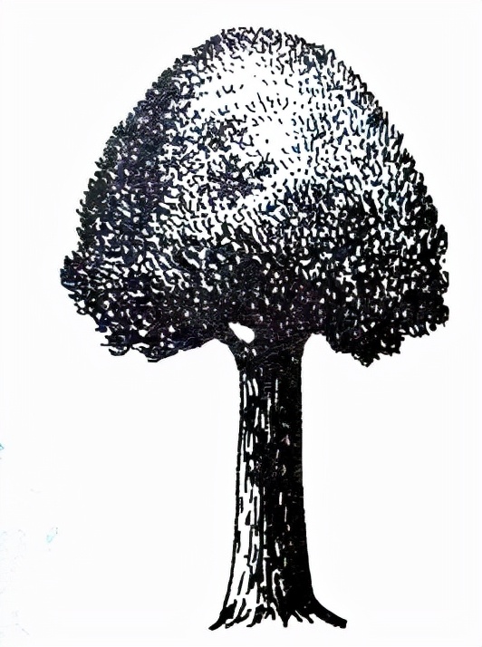 盆景中的“勢”歸納為四德六忌 盆景中的“勢”歸納為四德六忌