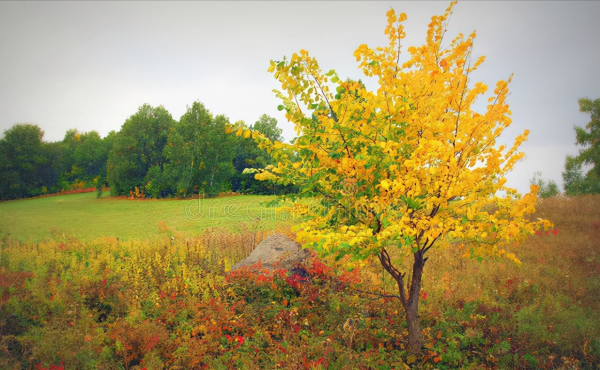 秋深夢斷魂縈繞，雪滿寒冬路漫長。立冬漫吟