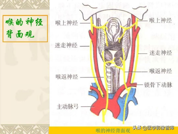 咽喉部解剖最全圖解，值得收藏