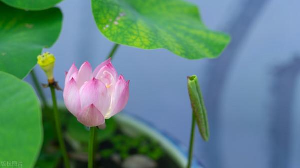 5種“漂亮花”，個個“不吉利”，你家養過沒有？