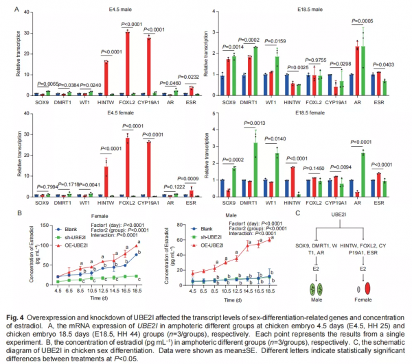 一個新的雌性特異表達基因UBE2I參與雞性別分化 一個新的雌性特異表達基因UBE2I參與雞性別分化