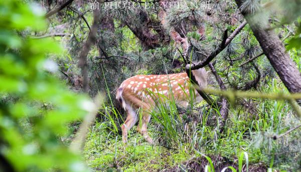 山東海島驚現野生鹿群,數量從7頭增長到200多頭,尋鹿之旅很過癮 山東海島驚現野生鹿群,數量從7頭增長到200多頭,尋鹿之旅很過癮