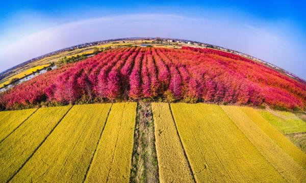 驚豔！孝感新一輪網紅打卡地——陡崗鎮袁湖村
