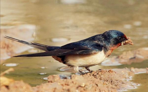 強龍難壓地頭蛇