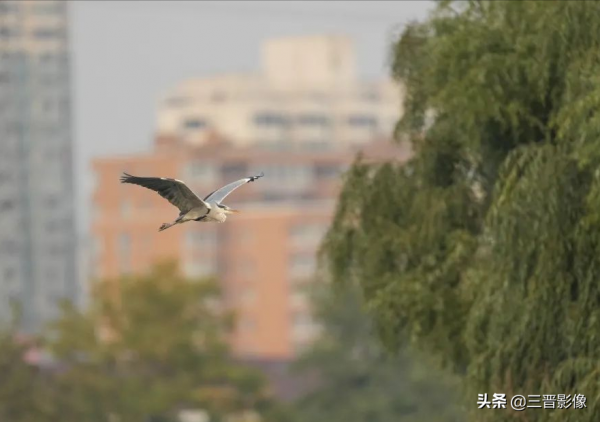 索尼A1相機體驗試拍結果：確實很強