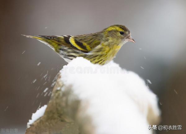 李商隱無題雪詩兩首賞讀,誰在枯條撼雪,誰又云漿未飲? 李商隱無題雪詩兩首賞讀,誰在枯條撼雪,誰又云漿未飲?