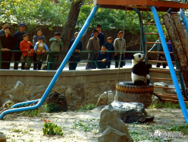 太可愛了吧！《人民畫報》裡的大熊貓檔案