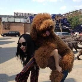 動物世界：從狗生贏家王可可開始，扒一扒各路明星斥巨資養的寵物