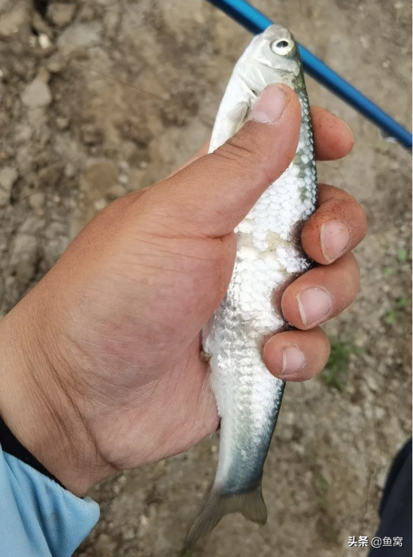 康平花古水庫作釣經驗分享 康平花古水庫作釣經驗分享