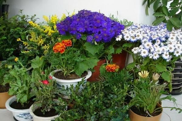 剩下的3種“零食”，別亂丟，重新處理一下埋盆底，養啥啥都旺