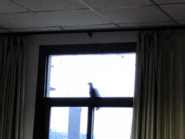 一隻愛學習的鳥