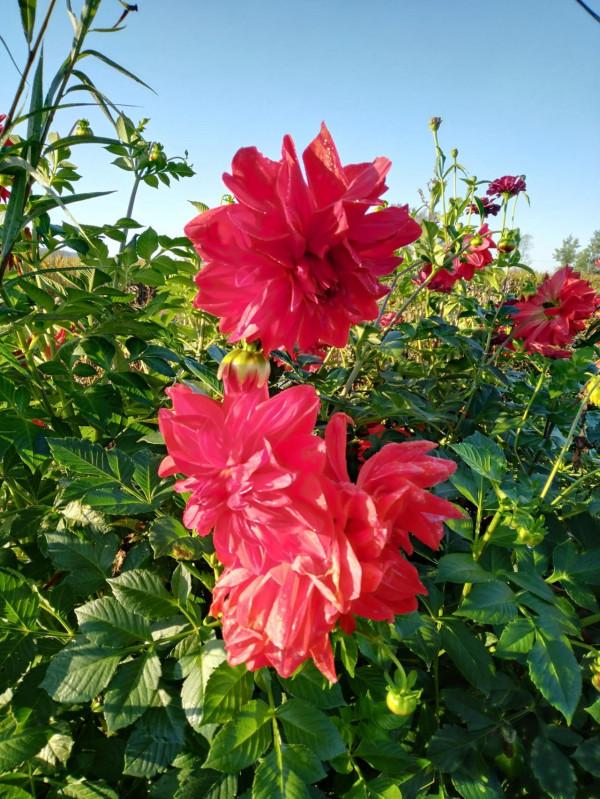 步行下班(八) 步行下班(八)